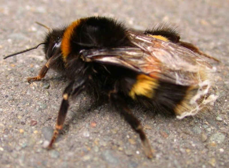 bumblebee