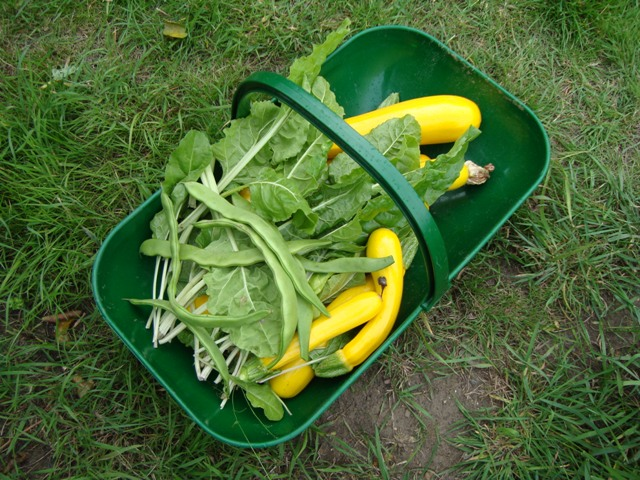 yellow courgettes