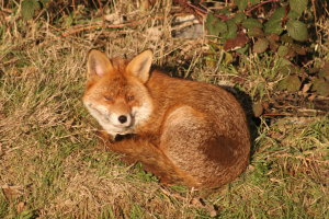 fantastic Mr Fox-friend or foe?