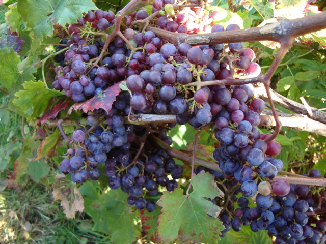 grapes on marias plot