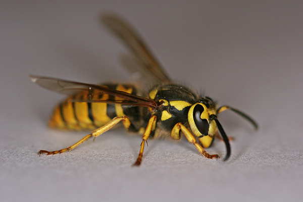 wasp