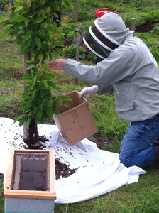 Andy collecting more of the swarm by gently scooping them up into the box